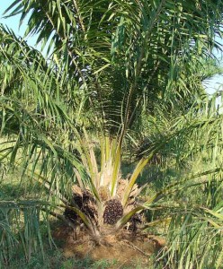 L'huile de palme et le palmiste