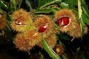 marrons, châtaigne